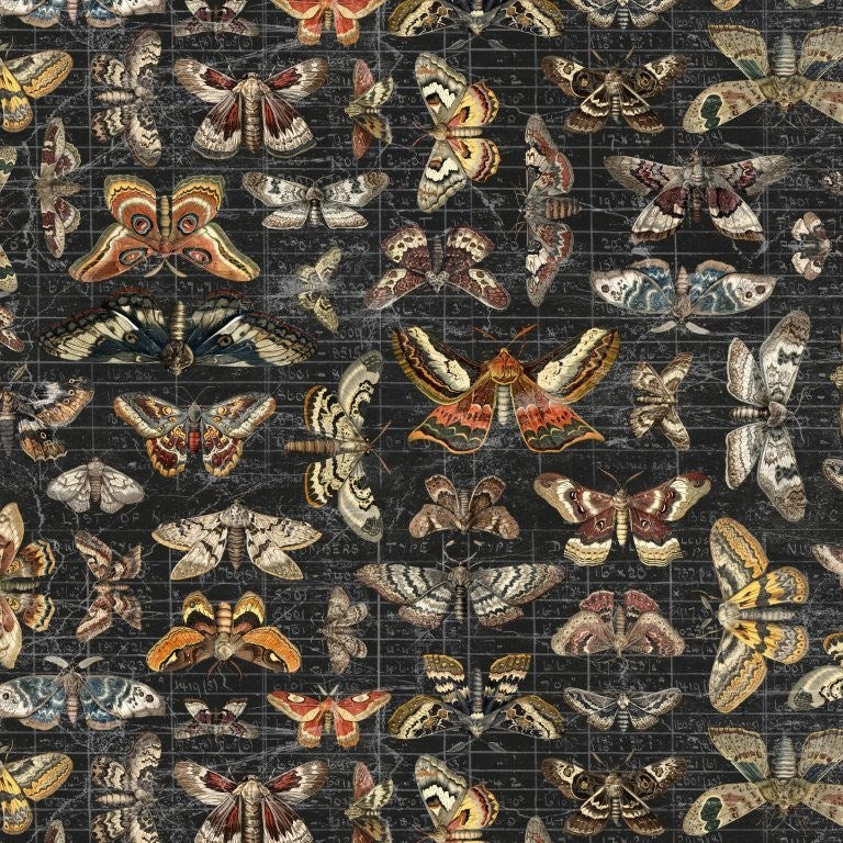 Halloween Moth Study CC - Halloween || Palette Canvas Seasonal || Tim Holtz Eclectic Elements