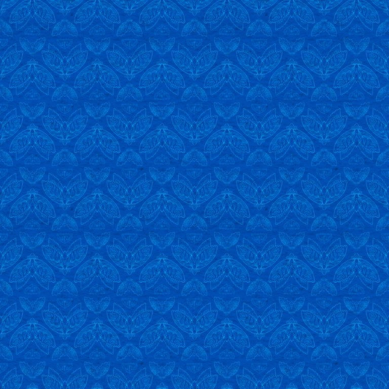 Moths - Blue || Nocturnal Creatures || Maria Matos